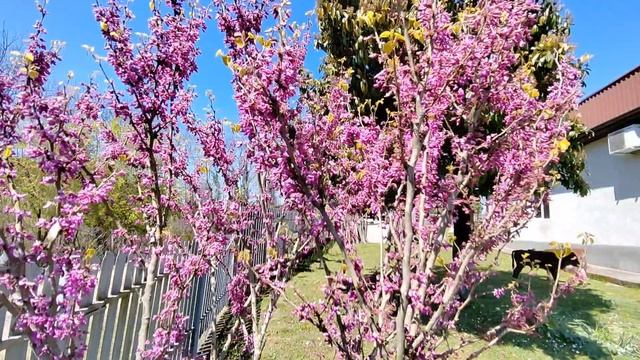 Чайная плантация, Абхазия 2026