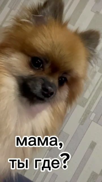 ДОЖДАЛАСЬмойпитомецлакишпицсуперсобакаприколыссобакой