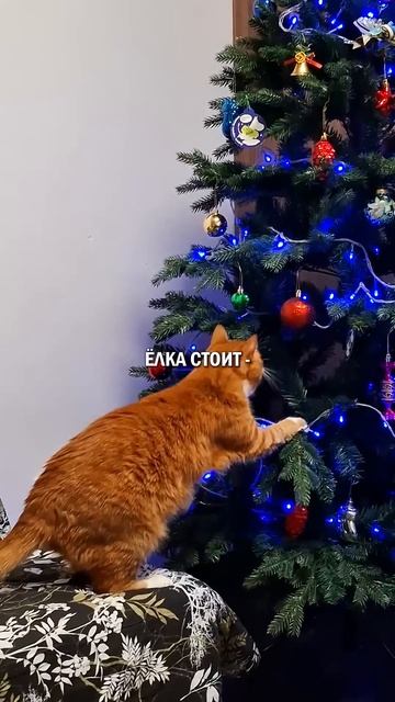 Елка, новый год и кот #новыйгод #кот