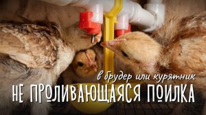 Как сделать поилку для цыплят, чтобы не проливалась? Простая конструкция 💦🐥