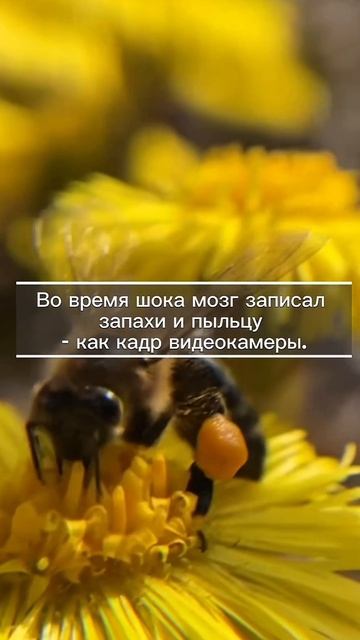 Пыльца Stratus или привет из прошлого? 🦠🌸