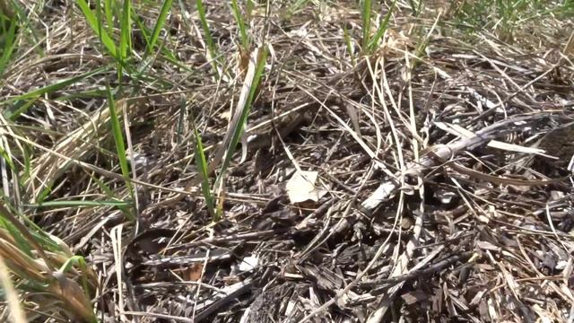 Прыткая ящерица