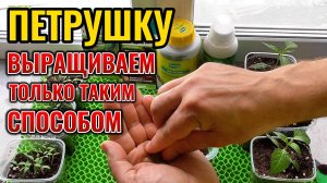 Попробуйте один раз так вырастить ПЕТРУШКУ листовую и по другому уже не захотите выращивать 🌱