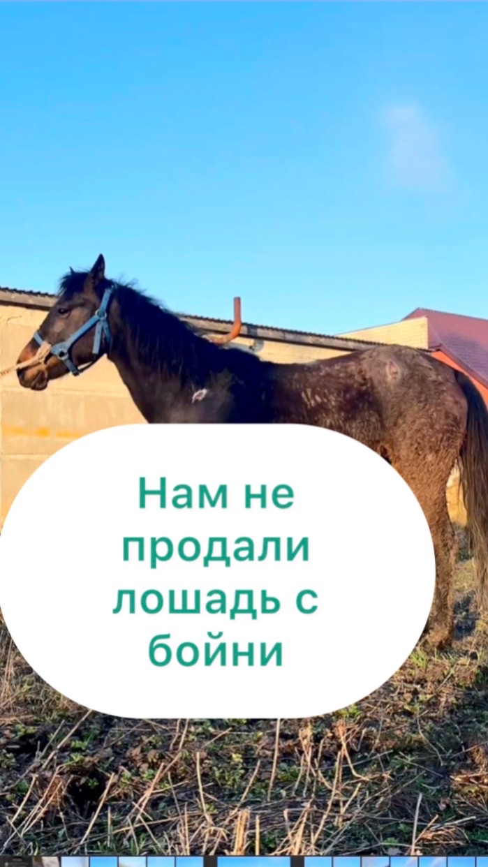 Нам не продали лошадь