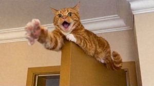 Приколы с животными🤗 Смешные видео про животных 🤗СМЕШНОЕ ВИДЕО😍 Наши любимые смешные животные