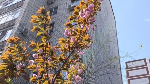 Новая песня от мужа, псевдоним ОМОН ИИ, называется "Родители"