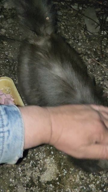 Опачки нибелунг!