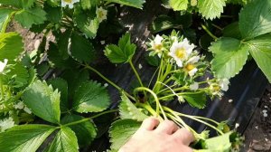 Агроном клубничник на участке по агросопровождению, сорта Клери и Априка,Белореченский район