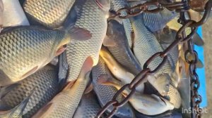 Погрузка Карпа