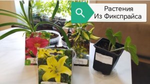 Как развиваются цветочки из Фикспрайса #рассада_цветов_из_фикспрайса, #цветы_из_фикспрайса, #рассада