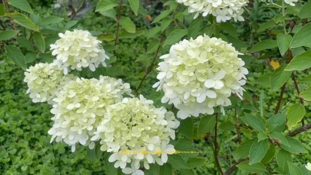 Соседка решила  увести моего мужа короткие юбки яркии макияж и подозрительные просьбы о помощи...