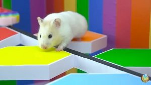 Хомячок убегает из опасного лабиринта огненных шаров! часть 12