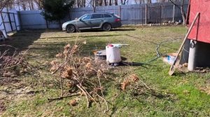 Помощники приехали.Обрезали гортензию.