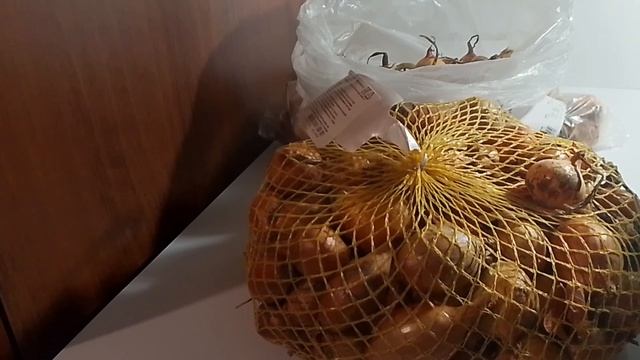 Розы.Лук и мои растишки.
16.04.26г.