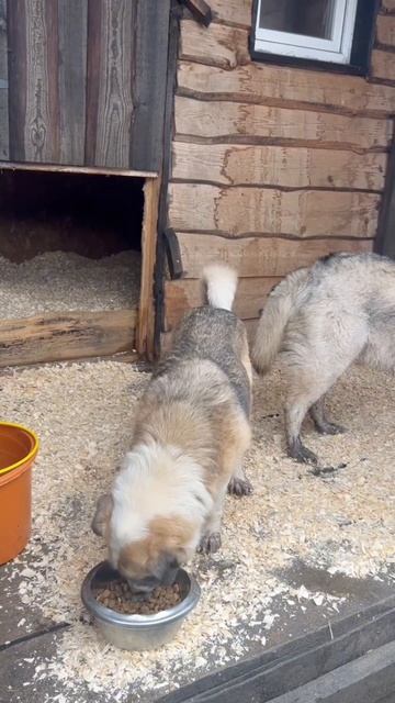 Обэд по расписанию 
приютСудьба приютдляживотных животные собаки