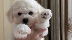 Хотим завести  Собачку, но боимся ответственности 
Маркетплейсы выручают