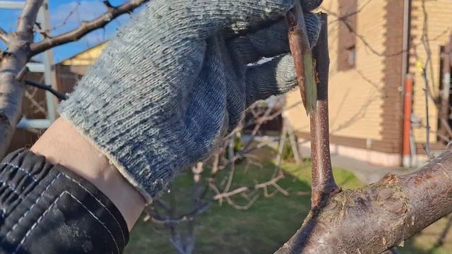 Основные два способа прививки плодовых деревьев.