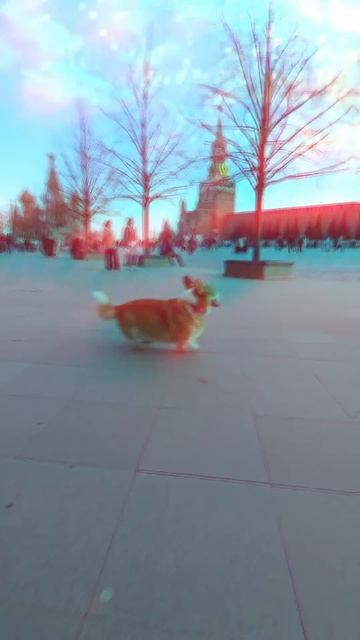 Корги на красной площади