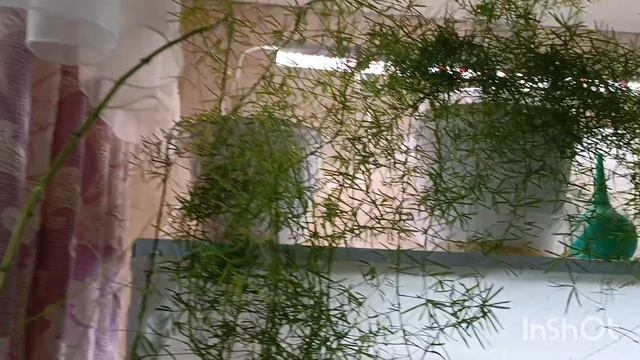 вместе поливаем глоксинии и орхидеи 😊🥰🥰