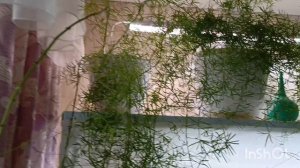 вместе поливаем глоксинии и орхидеи 😊🥰🥰