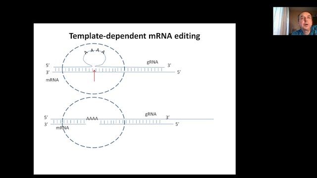 Lecture 3 Gene transcription Part3 mRNA processing