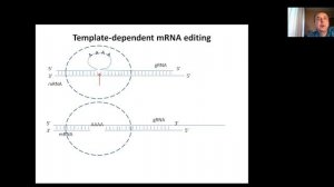 Lecture 3 Gene transcription Part3 mRNA processing