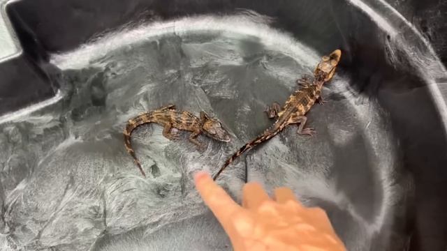 Нашел самого смертоносного аллигатора в интернете