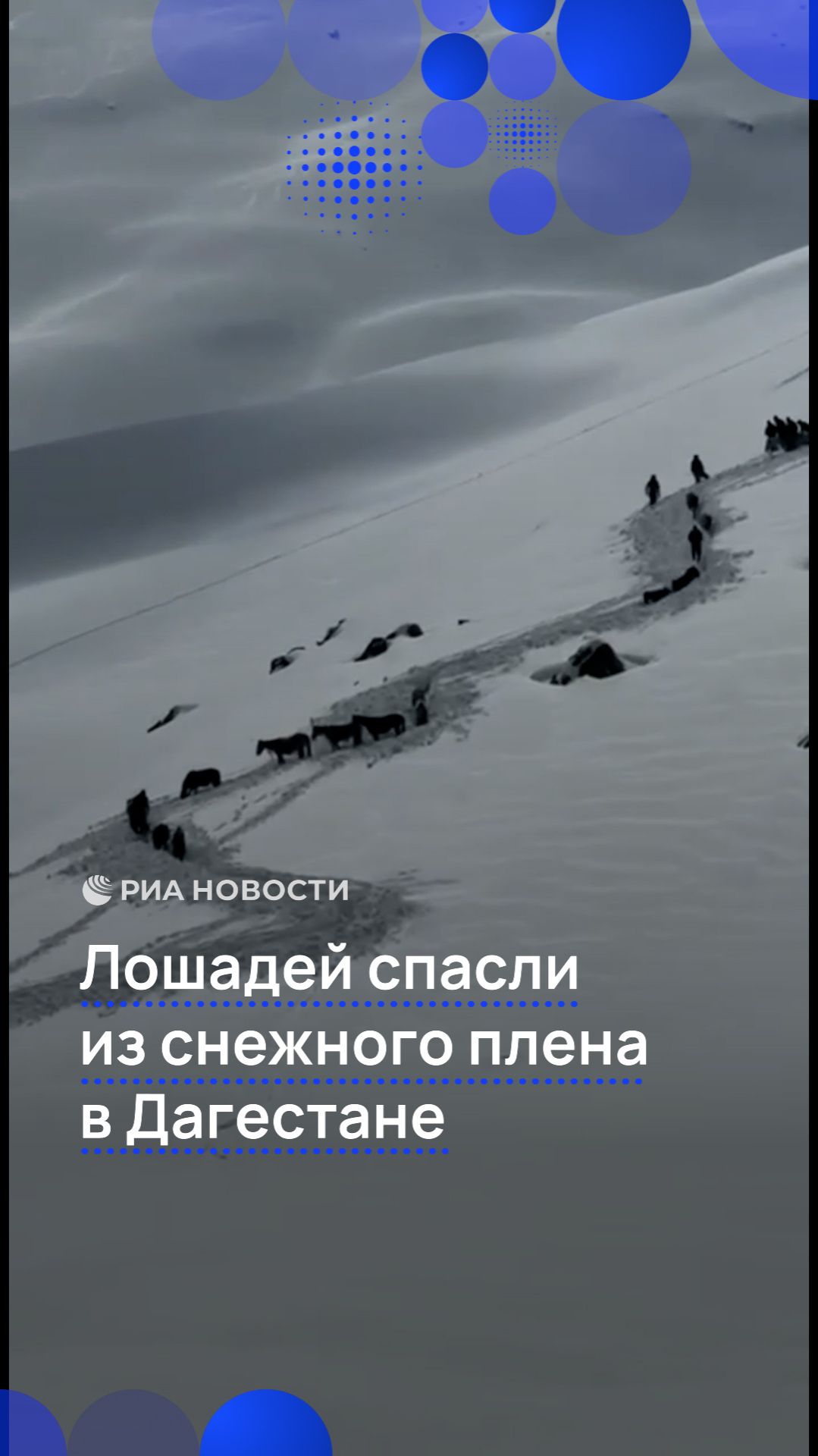 Лошадей спасли из снежного плена в Дагестане