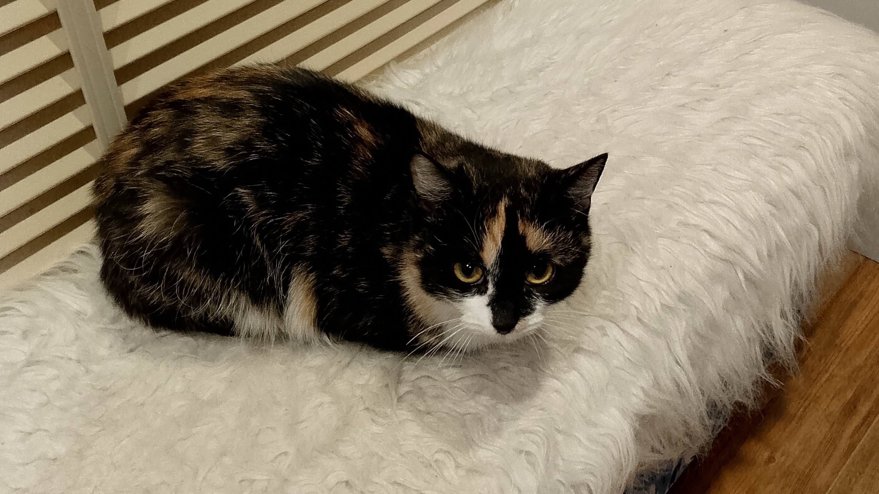 Я КОТ песня сделана с помощью им