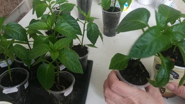 Перевалка рассады перца и её влияние на рост рассады.