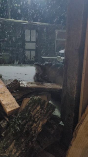 Аляскинский Маламут Юкас