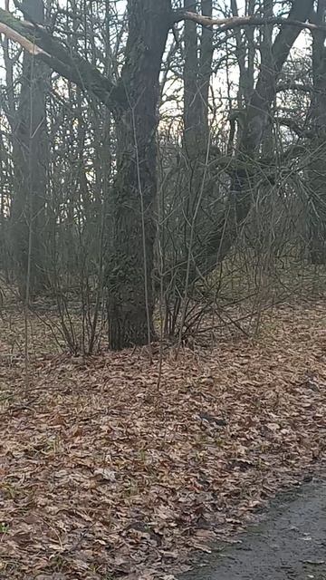 Попался косой 