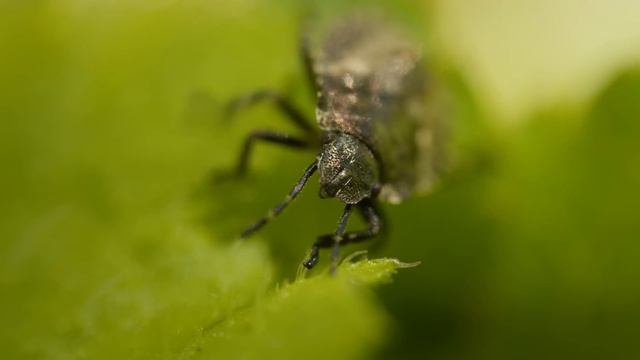 Как вырастить виноград без химии и сделать натуральное вино! Секреты от ВИНОДЕЛА!