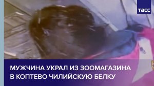 Мужчина украл из зоомагазина в Коптево чилийскую белку