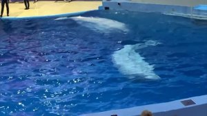 Сочинский Дельфинарий 2023