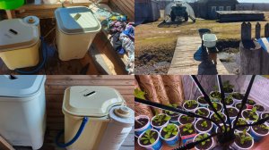 Стираем бельё на старых машинках ,пересадила петунии.