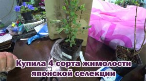 Обзор покупок с маркетплейсов: саженцы жимолости, садовые препараты и удобрения, карамель