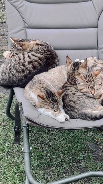 ДИКИЕ КОШКИ