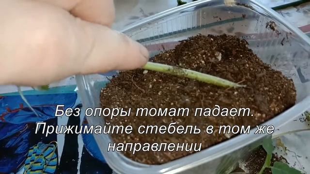 Что делать, если переросла рассада томатов