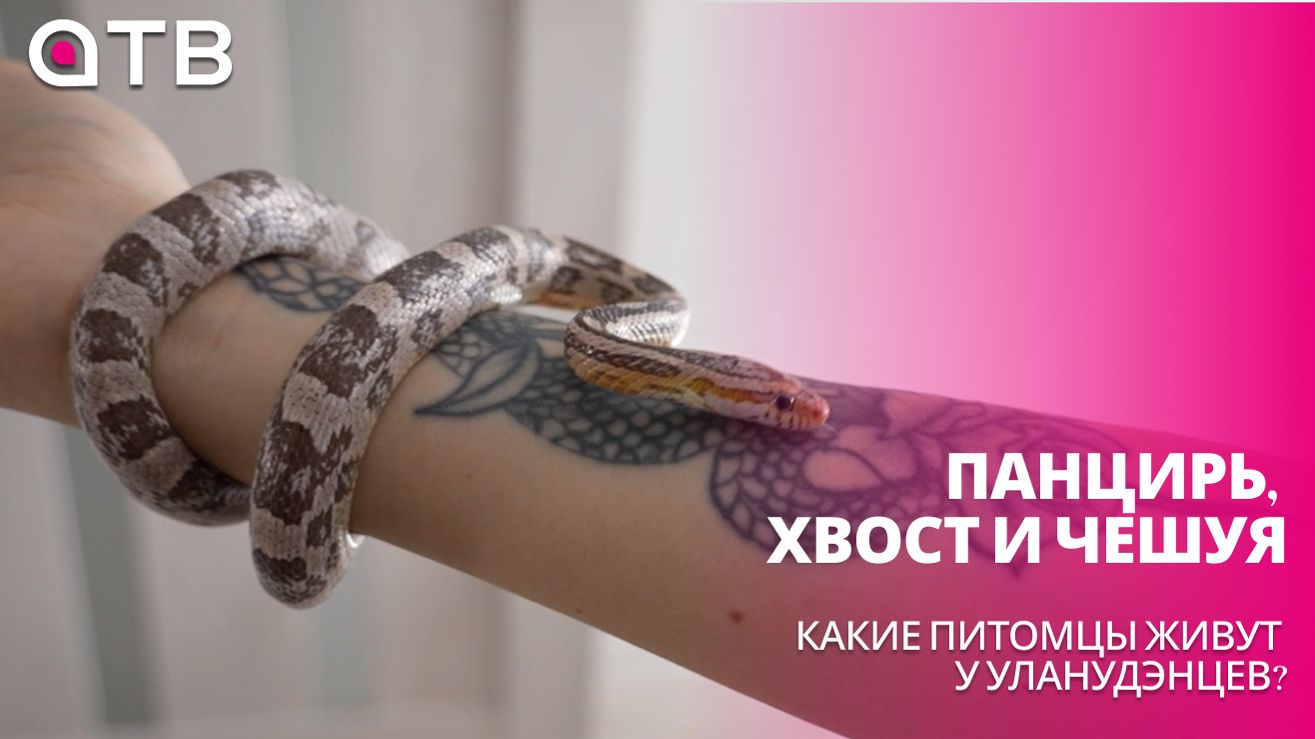 Панцирь, хвост и чешуя. Какие питомцы живут у уланудэнцев?
