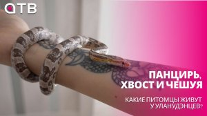 Панцирь, хвост и чешуя. Какие питомцы живут у уланудэнцев?