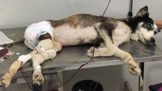 Хаски использовали для разведения щенков до тех пор, пока она не перестала ходить