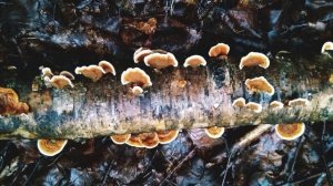 Р. Рождественский. В музее естествознания