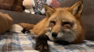 Лиса-Алиса. Белый пришел будить лису и новая игрушка Игниса