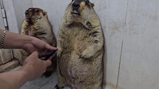 Новые звёзды интернета сурку стригут когти