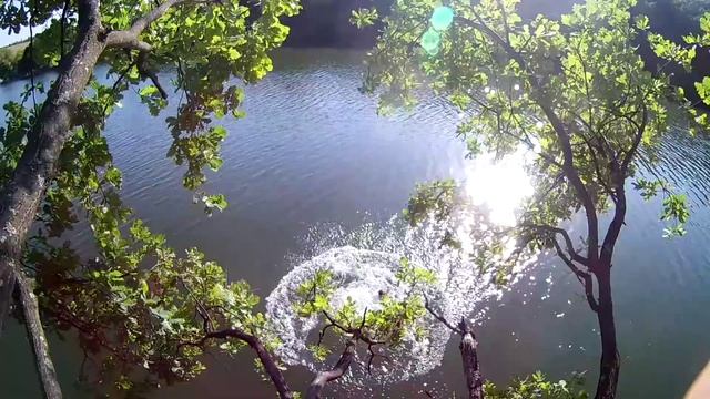 Зеленый гай