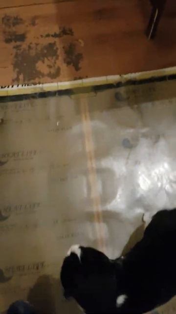 442. Коту Олегу Нечего Есть животные в Яндекс Такси shorts