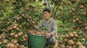 Я собрал свежую саподиллу в саду, пошел продавать на рынок и построил свой цветочный сад. Вьетнам