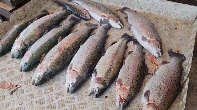 улов форели 19.8 кг