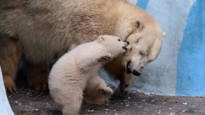 Герда с медвежонком гуляет на даче..